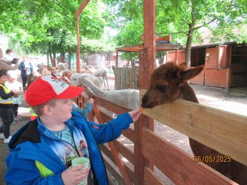 Minizoo-40